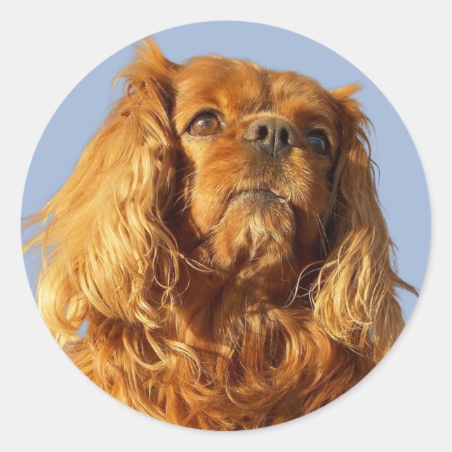 Sticker Rond Ruby Cavalier King Charles Spaniel Chien Chien Chi (Devant)