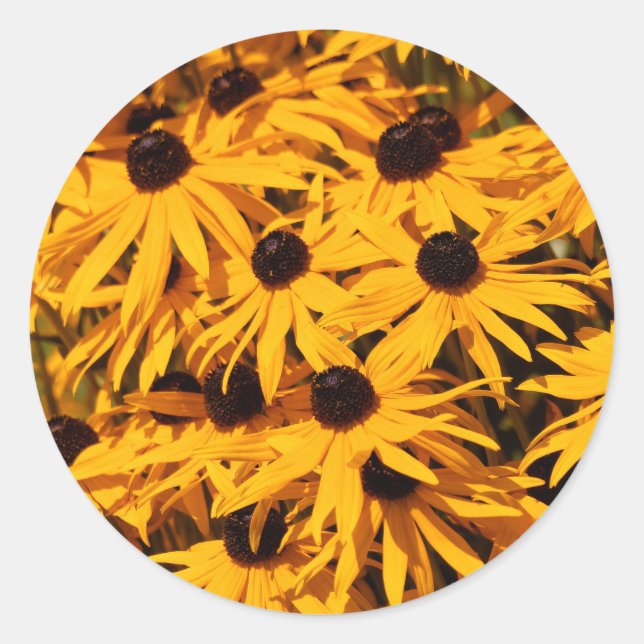 Sticker Rond Rudbeckia Fulgida / Susans aux yeux noirs (Devant)