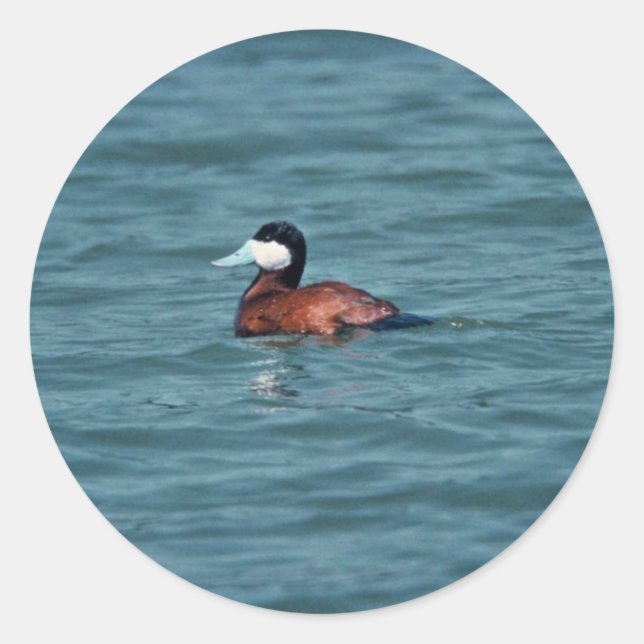 Sticker Rond Ruddy Duck (Devant)
