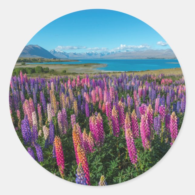 Sticker Rond Russle Lupines au lac Tekapo | Nouvelle-Zélande (Devant)