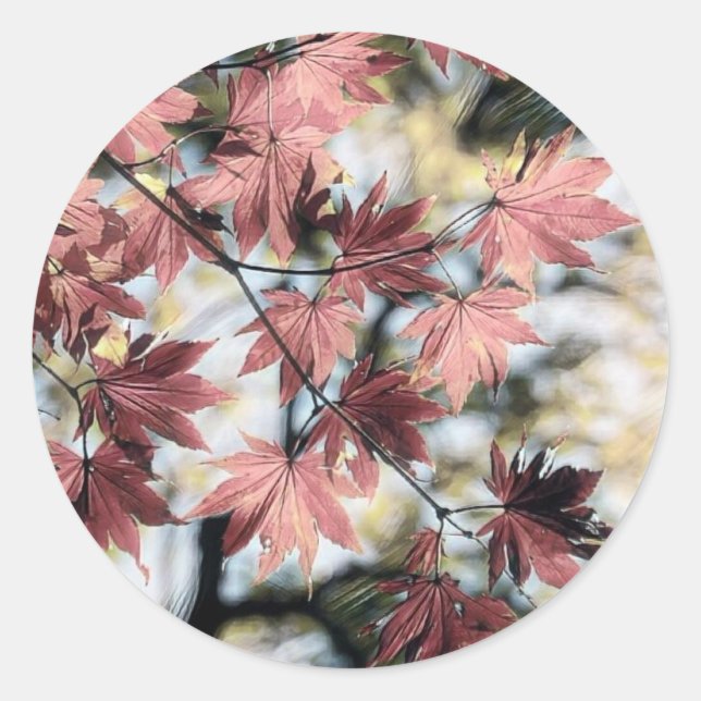 Sticker Rond Rustique feuille d'érable rouillé rouge brun rose (Devant)