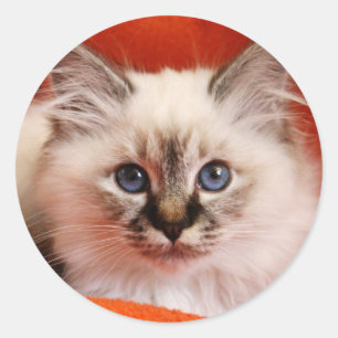 Sticker Rond Sacré Birman Kitten