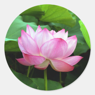 Sticker Rond Sacred Lotus: Japan