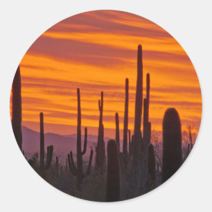 Sticker Rond Saguaro, sunset, Saguaro National Park