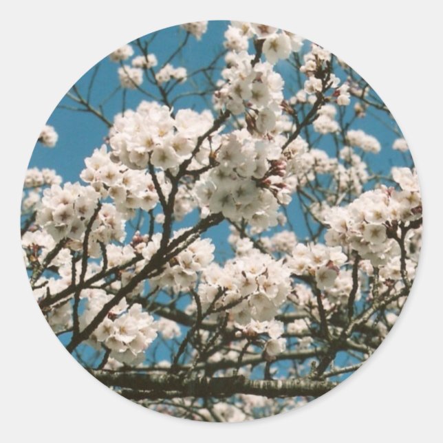 Sticker Rond sakura (Devant)