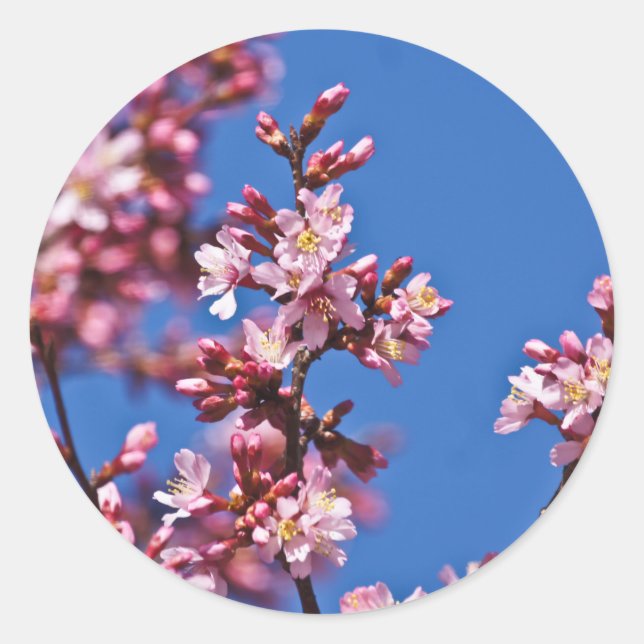 Sticker Rond Sakura Cerisiers en Fleur Touchant le Bleu (Devant)