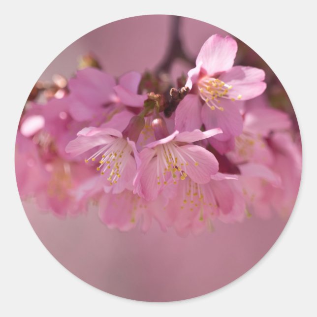 Sticker Rond Sakura Cherry Blossoms Delicate Pink Bouquet (Devant)