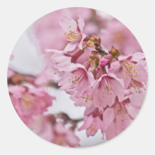 Sticker Rond Sakura Cherry Blossoms rose pâle