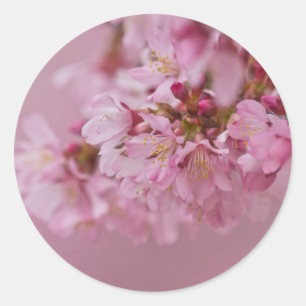 Sticker Rond Sakura Cherry Blossoms rose pâle Réflexions