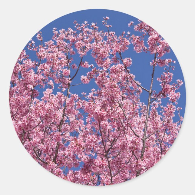 Sticker Rond Sakura Cherry Fleurit Dans Le Bleu (Devant)
