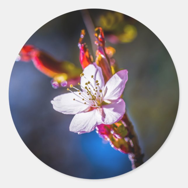 Sticker Rond Sakura - Fleur de cerise japonaise (Devant)