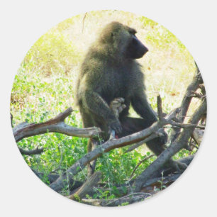 Sticker Rond Samburu Baboon