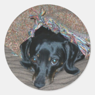 Sticker Rond Sammi sous le temps
