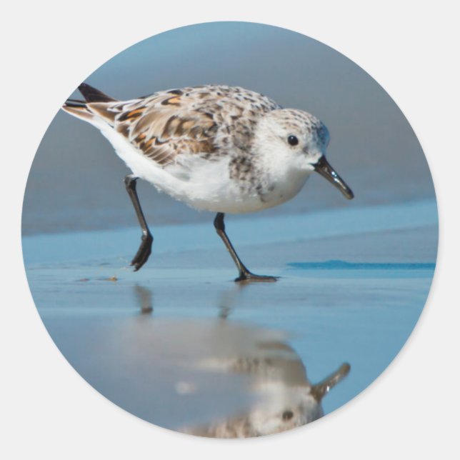Sticker Rond Sanderling (Calidris Albe) Alimentation Sur La Pla (Devant)