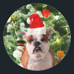 Sticker Rond Santa Hat Bulldog Christmas Tree Snowman boîte cad<br><div class="desc">Mignonne photo Bulldog avec boîte cadeau de Noël Tree Snowman en arrière - plan. Un cadeau parfait pour Noël !</div>