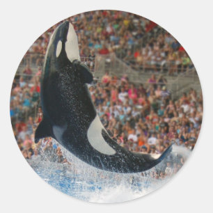 Sticker Rond Saut de baleine tueuse