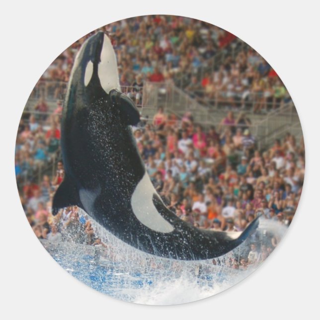 Sticker Rond Saut de baleine tueuse (Devant)