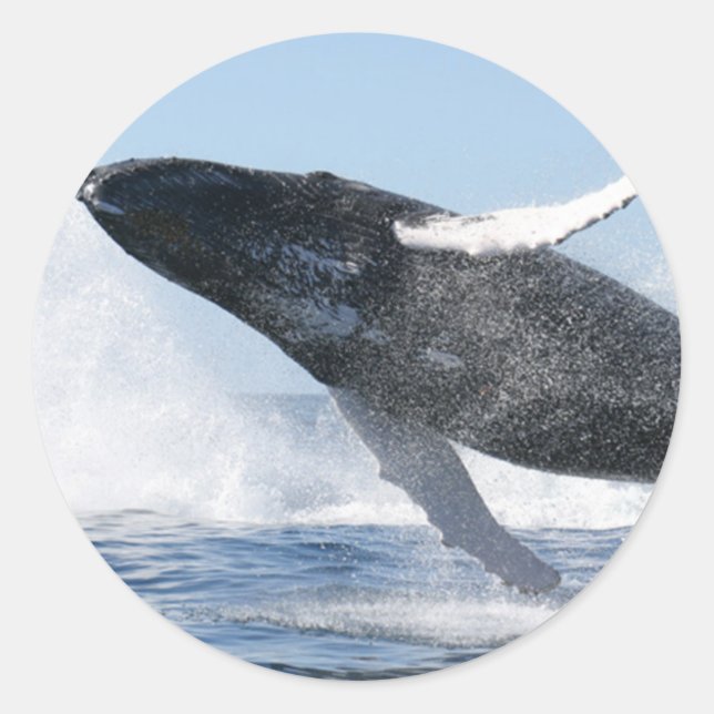 Sticker Rond Sauts de baleine à bosse élevés (Devant)
