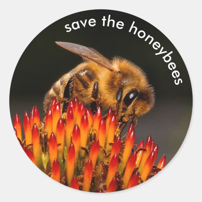 Sticker Rond Sauvez l'échinacée pollinisante des abeilles (Devant)