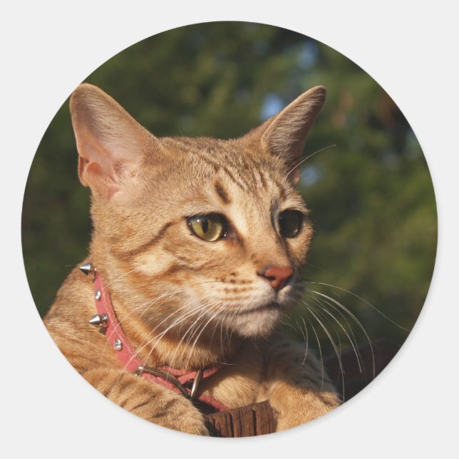 Sticker rond Savannah Cat (Devant)