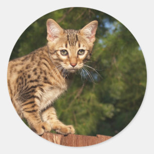 Sticker rond Savannah Cat