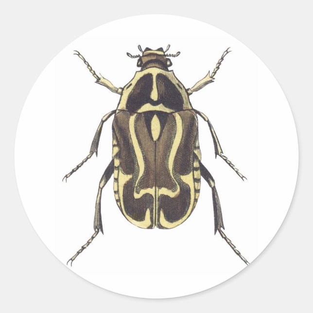 Sticker Rond Scarab beetle (Devant)