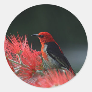 Sticker Rond Scarlet Honeyeater Photo