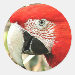 Sticker Rond Scarlet Macaw
