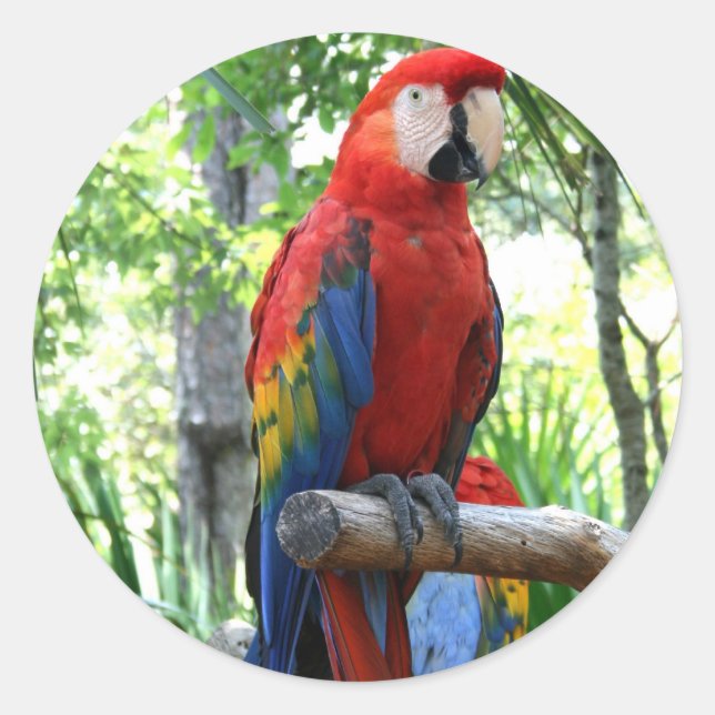 Sticker Rond Scarlet macaw, macaw rouge conception photographiq (Devant)