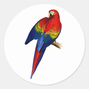 Sticker Rond Scarlet Macaw Tropical Colorful Pluie Forêt Oiseau