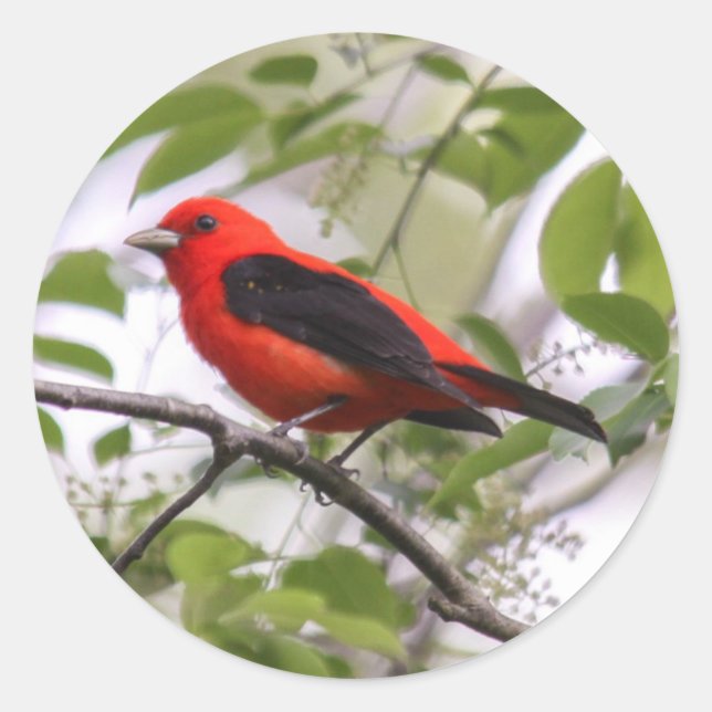 Sticker Rond Scarlet Tanager (Devant)