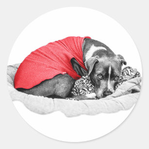 Sticker Rond Scarlet Whisper de saison