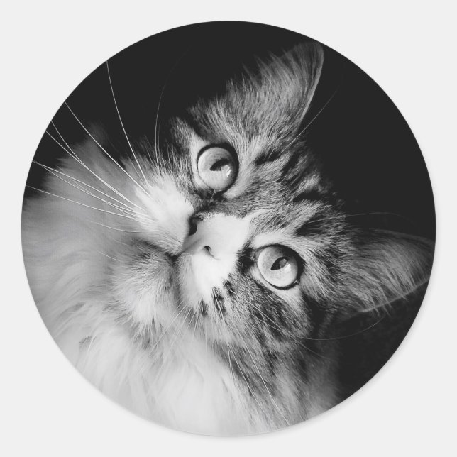 Sticker Rond Sceau d'enveloppe de chats de Sibérie (Devant)