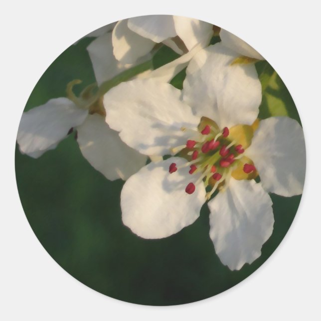 Sticker Rond Sceau d'enveloppe en fleurs de poires blanches (Devant)