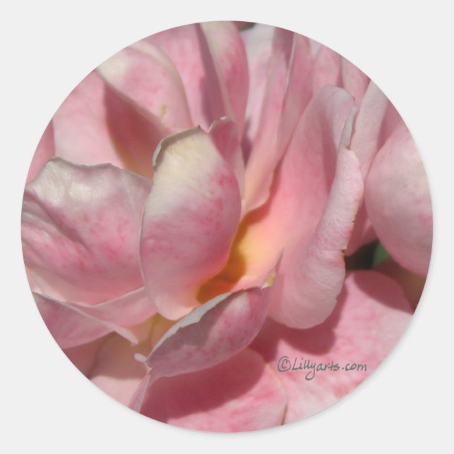 Sticker Rond Sceau d'enveloppe Rose en fleurs complètes (Devant)