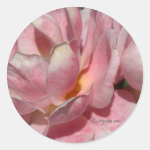 Sticker Rond Sceau d'enveloppe Rose en fleurs complètes
