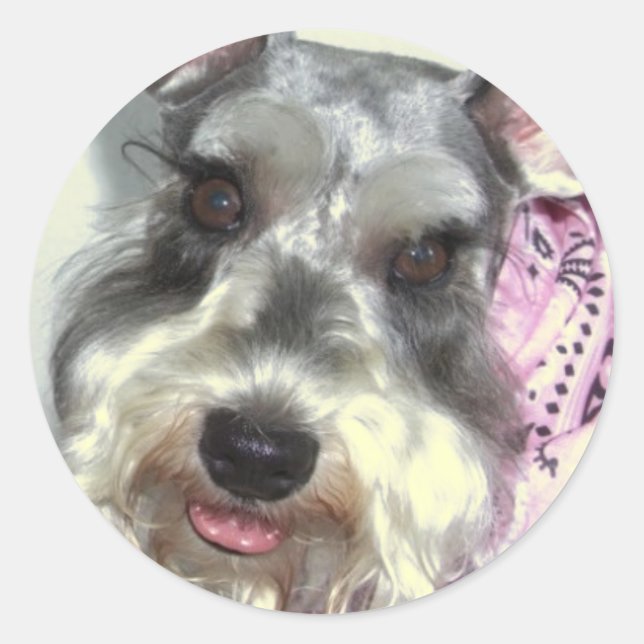Sticker Rond Schnauzer LOVE (Devant)