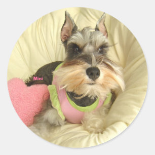 Sticker Rond Schnauzer miniature de Valentine