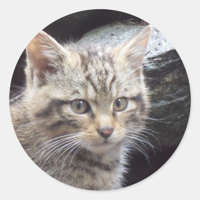 Sticker Rond Scottish Wildcat (Devant)