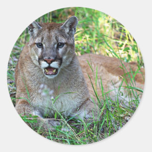 Sticker Rond Se plaindre de puma
