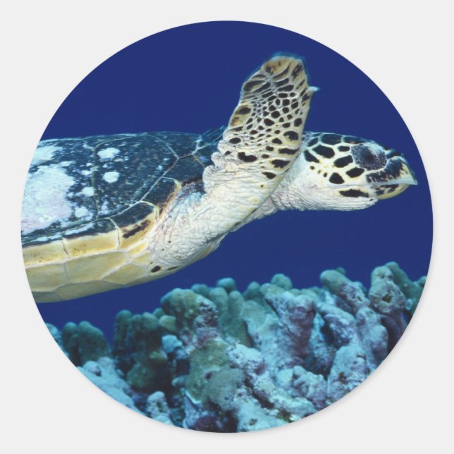 Sticker Rond Sea Life - Tortue de mer (Devant)