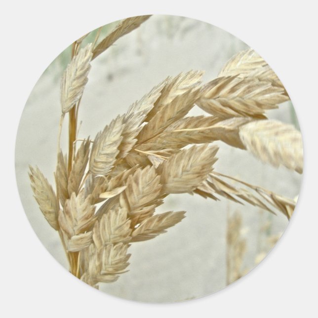 Sticker Rond Sea Oats Outer Banks série NC (Devant)