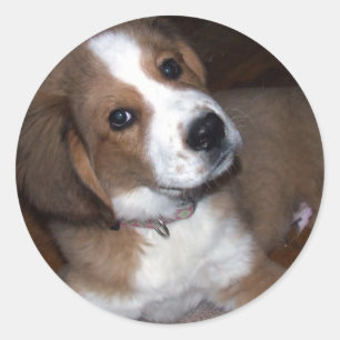 Sticker Rond Secourir Dog Buddy vous implore