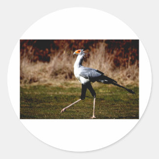 Sticker Rond Secrétaire Bird