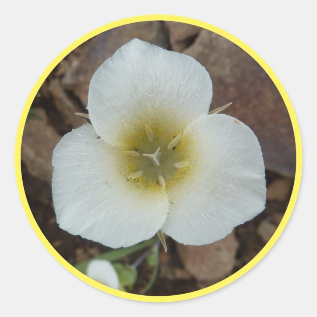 Sticker Rond Sego Lily (Devant)