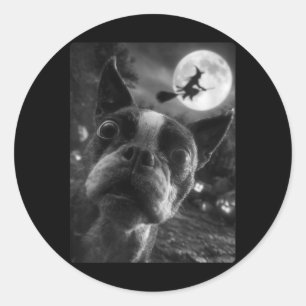 Sticker Rond Selfie de terrier de Boston féminin Lune pleine vo