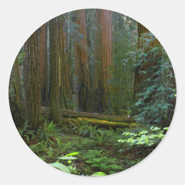 Sticker Rond Séquoias de Muir Woods National Monument (Devant)
