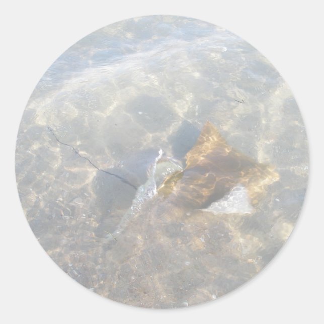 Sticker Rond Série OBX Cownose Stingray (Devant)