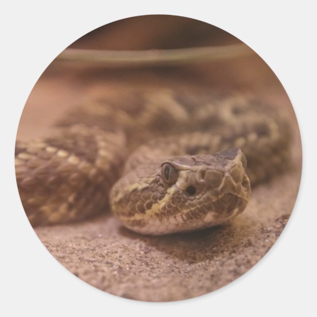 Sticker Rond serpent (Devant)
