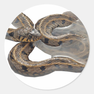 Sticker Rond Serpent à herbe Natrix